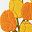 Yellow Yellow Tulip
