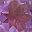 Genuine Amethyst