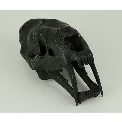 Black Saber Toothed Cat Skull Statue Small