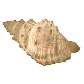 Giant Off-White Decorative Horned Conch Shell Accent Lamp 17 in