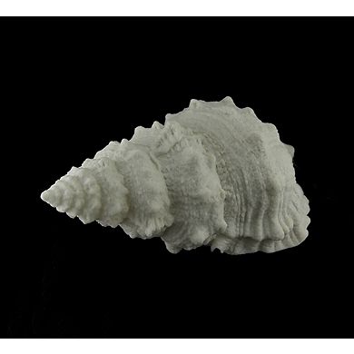Giant Off-White Decorative Horned Conch Shell Accent Lamp 17 in.