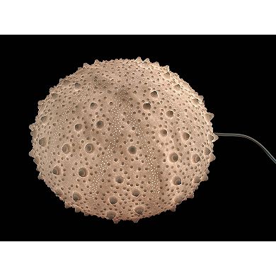 Large White Sea Urchin Coastal Accent Lamp 16 Inch Diameter