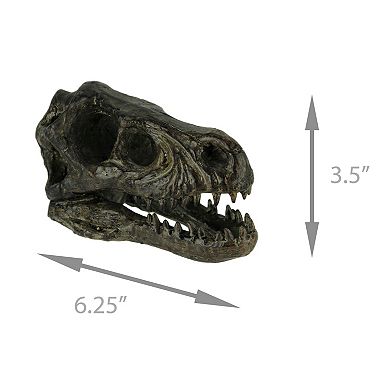 Velociraptor Dinosaur Head Fossil Statue Small