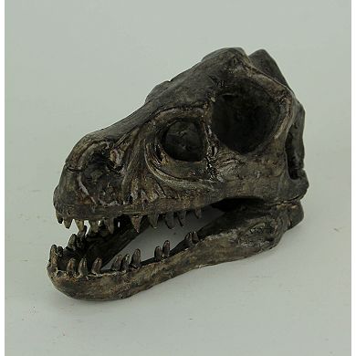 Velociraptor Dinosaur Head Fossil Statue Small
