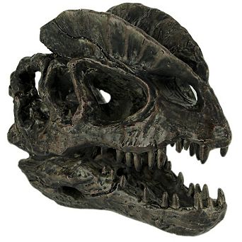 Dilophosaurus Dinosaur Head Fossil Statue Small