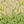 Beige Green