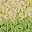 Beige Green