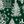 Green White