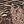 Brown Multicolor