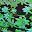 Purple Green