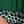 Black Green