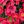 Rose Red