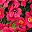 Rose Red