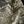 Mossy Oak Coyote