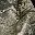 Mossy Oak Coyote