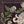 Purple Black