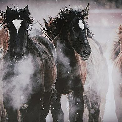 Hose Wall Art, 36x48 Painted Canvas, Brown Black White Running Horses