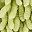 Green Leaf Solid Grey