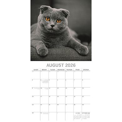 2026 Square Wall Calendar, Top Cats, 16-Month Animals Theme 12x12 in