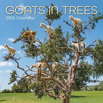 2026 Square Wall Calendar, Goats in Trees, 16-Month Animals Theme 12x12 in