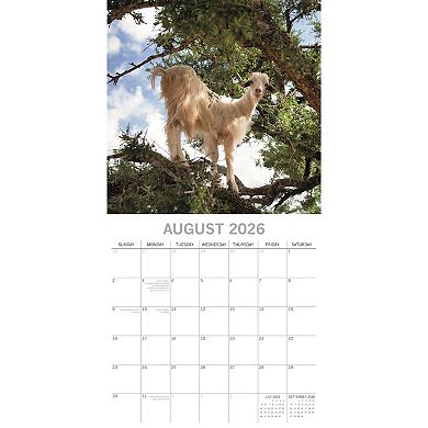 2026 Square Wall Calendar, Goats in Trees, 16-Month Animals Theme 12x12 in