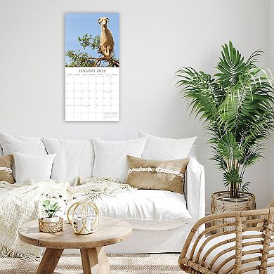 2026 Square Wall Calendar, Goats in Trees, 16-Month Animals Theme 12x12 in