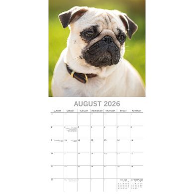 2026 Square Wall Calendar, Pugs, 16-Month Animals Theme 12x12 in