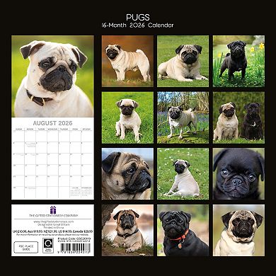 2026 Square Wall Calendar, Pugs, 16-Month Animals Theme 12x12 in