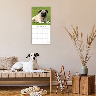 2026 Square Wall Calendar, Pugs, 16-Month Animals Theme 12x12 in