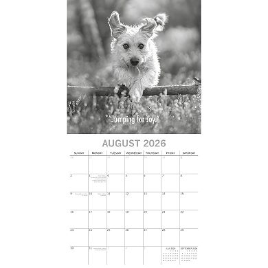 2026 Square Wall Calendar, Mutts, 16-Month Humor Theme 12x12 in
