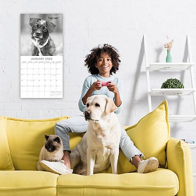 2026 Square Wall Calendar, Mutts, 16-Month Humor Theme 12x12 in