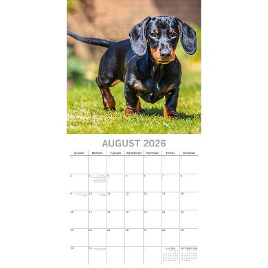 2026 Square Wall Calendar, Dachshunds, 16-Month Paw Prints Theme 12x12 in