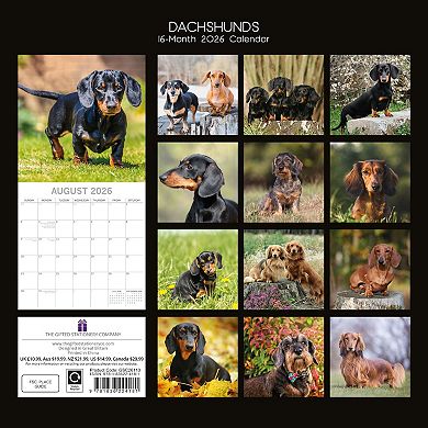 2026 Square Wall Calendar, Dachshunds, 16-Month Paw Prints Theme 12x12 in