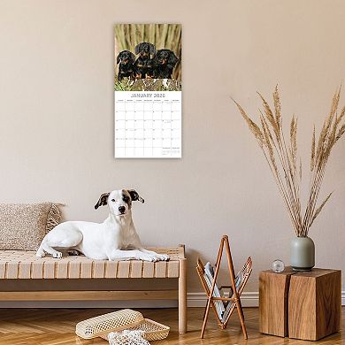 2026 Square Wall Calendar, Dachshunds, 16-Month Paw Prints Theme 12x12 in