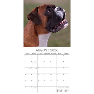 2026 Square Wall Calendar, Boxers, 16-Month Animals Theme, 12x12 in
