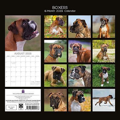 2026 Square Wall Calendar, Boxers, 16-Month Animals Theme, 12x12 in
