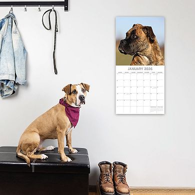 2026 Square Wall Calendar, Boxers, 16-Month Animals Theme, 12x12 in