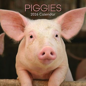 2026 Square Wall Calendar, Piggies, 16-Month Animals Theme 12x12 in