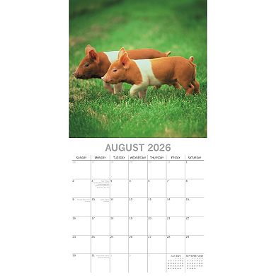 2026 Square Wall Calendar, Piggies, 16-Month Animals Theme 12x12 in
