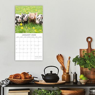 2026 Square Wall Calendar, Piggies, 16-Month Animals Theme 12x12 in