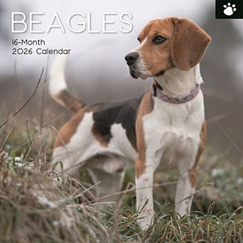 2026 Square Wall Calendar, Beagles, 16-Month Animals Theme, 12x12 in