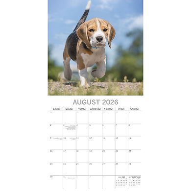 2026 Square Wall Calendar, Beagles, 16-Month Animals Theme, 12x12 in