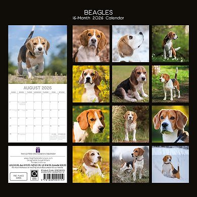 2026 Square Wall Calendar, Beagles, 16-Month Animals Theme, 12x12 in