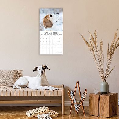 2026 Square Wall Calendar, Beagles, 16-Month Animals Theme, 12x12 in