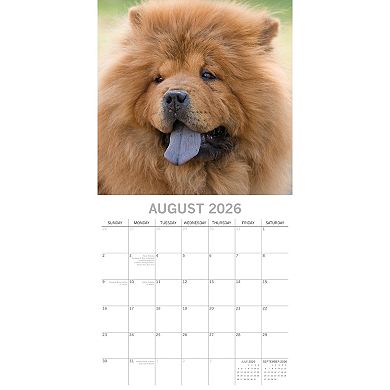 2026 Square Wall Calendar, Chow Chow, 16-Month Animals Theme, 12x12 in