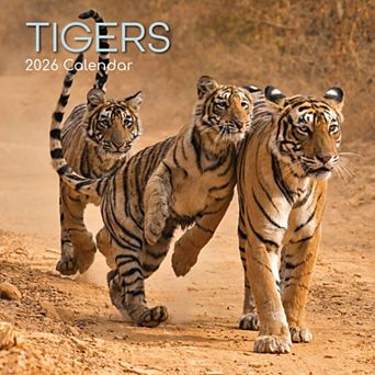 2026 Square Wall Calendar, Tigers, 16-Month Animals Theme 12x12 in