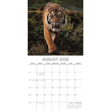 2026 Square Wall Calendar, Tigers, 16-Month Animals Theme 12x12 in