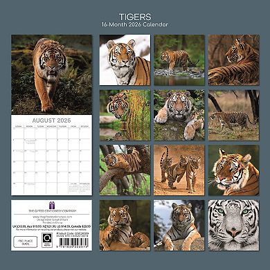 2026 Square Wall Calendar, Tigers, 16-Month Animals Theme 12x12 in