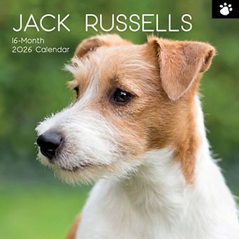 2026 Square Wall Calendar, Jack Russells, 16-Month Paw Prints Theme 12x12 in