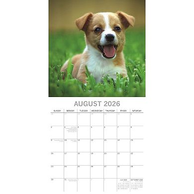 2026 Square Wall Calendar, Jack Russells, 16-Month Paw Prints Theme 12x12 in